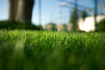 Green fresh grass on stadium with light sun