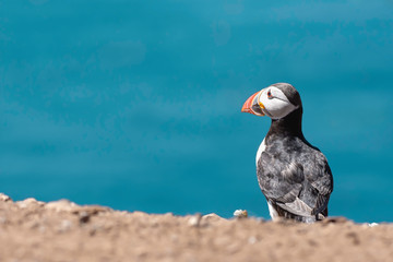 atlantic puffin, fratercula arctica perching on cliff edge.blurred turquoise sea in background.wildl