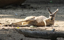Kangaroo ON FIELD