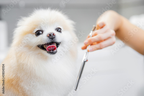 Professional groomer cut hair with scissors and clipper little smile dog pomeran Wallpaper Mural