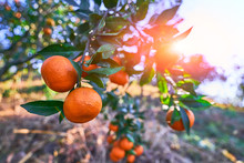 Tangerine Trees With Orange Fresh Organic Ripe Mandarine Branches In Orchard, Selective Focus
