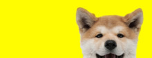 Adorable Akita Inu Dog With Brown Fur Hiding