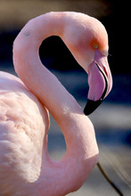WROCLAW, POLAND - JANUARY 21, 2020: The American Flamingo (Phoenicopterus Ruber). It Is The Only Flamingo That Naturally Inhabits North America. ZOO In Wroclaw, Poland.