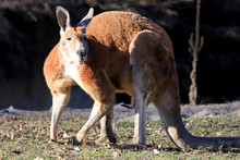WROCLAW, POLAND - JANUARY 21, 2020: The Kangaroo Is A Marsupial From The Family Macropodidae. Kangaroos Are Indigenous To Australia. ZOO In Wroclaw, Poland.
