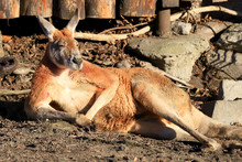 WROCLAW, POLAND - JANUARY 21, 2020: The Kangaroo Is A Marsupial From The Family Macropodidae. Kangaroos Are Indigenous To Australia. ZOO In Wroclaw, Poland.