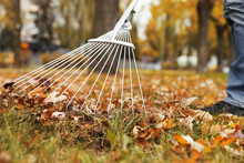 Person Raking Dry Leaves Outdoors On Autumn Day, Closeup