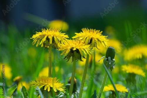 Yellow dandelion flower in green grass.