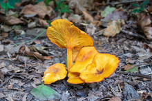 Jack O’lantern Mushrooms (Omphalotus Illudens) Growing In The Forest