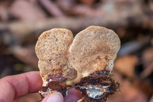 Underside Of A Polypore Mushroom With Pores