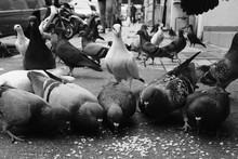 Pigeons Feeding On City Sidewalk
