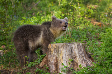 Wall Mural - Young brown bear in the forest.