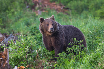 Wall Mural - Wild brown bear (Ursus arctos)