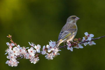 Wall Mural - Eurasian greenfinch (Chloris chloris) on a blossoming branch