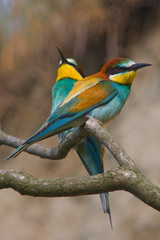 Wall Mural - Bird - Bee-eaters (Merops apiaster)