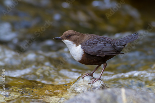 Cinclus cinclus, White-throated Dipper standing on rock in shallow cold water Poster Mural XXL