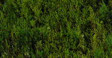 Cupressus Leylandii Herbage Fence