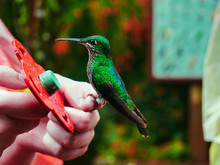 Tropical, Wild Hummingbird In Sitting On A Finger In Costa Rica Near Arenal Volcano