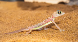 Fototapeta Nowy Jork - Dune Namib desert lizard gecko macro portrait Namibia photo adventure