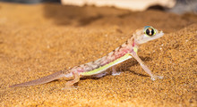 Dune Namib Desert Lizard Gecko Macro Portrait Namibia Photo Adventure