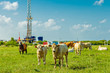 Cows & Oilwell