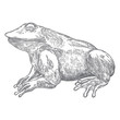 © desertsands - Forest Frog line illustration in grey.  Magic anuran or poison toad hand drawing. Witchcraft, voodoo magic attribute. Illustration for Halloween. Vector.