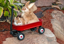 Pair Of Bunnies In Little Red Wagon On A Large Rock In Garden