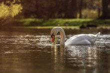 Close-Up Of Swan Swimming On Lake