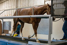 Horse On Treadmill