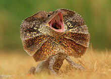View Of Frilled Lizard With Mouth Open
