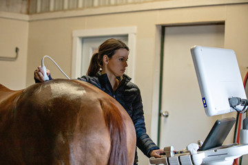 equine ultrasound exam