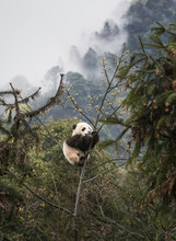 Giant Panda, Ailuropoda Melanoleuca, Approximately 6-8 Months Old, Climbing High In The Trees With Mountain Background.