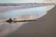 On A Long Stretch Of California Beach, A Gull Stands By A Clump Of Seaweed With Reflections Of The Sky In The Water.  The Huntington Beach Pier Is In The Distant Background.