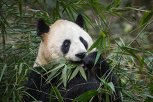 Portrait Of A Giant Panda, Ailuropoda Melanoleuca, Sitting In The Forest Eating Bamboo.