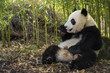 Giant panda, Ailuropoda melanoleuca, sitting upright, eating in a bamboo grove, leaning against a rock.