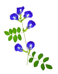 Sticker - Butterfly pea flower on white background , Clitoria ternatea. Top view