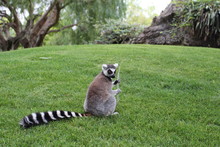 Ring Tailed Lemur Sitting On Grass