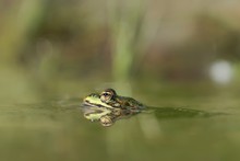 Close-Up Of Frog Swimming In Water