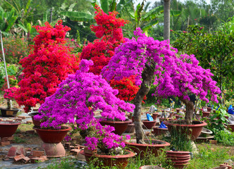 Canvas Print - Bougainvillaea flowers blooming at the garden