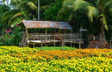 Wall Mural - Marigold flower field in spring time