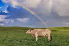 Dairy Cow Under Rainbow, County Clare, Ireland