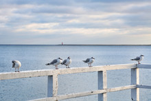 Seagulls Perching On Railing Of Pier By Sea