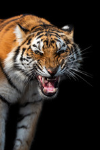 Angry Tiger Portrait Isolated On Black Background