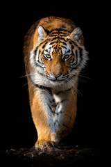 Wall Mural - close up face tiger isolated on black background