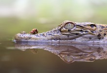Close-Up Of Ladybug On Crocodile In Lake