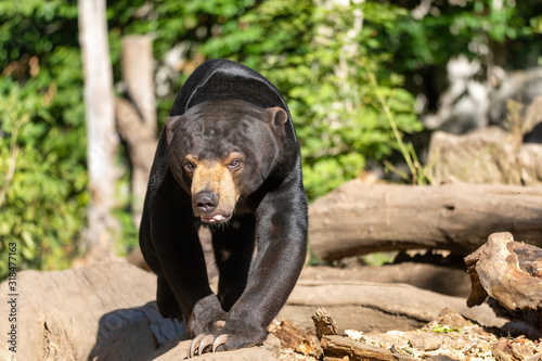 Fotomural Sun bear, known as a Malaysian bearm, Helarctos malayanus, in sunny day