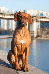 Wall Mural - Rhodesian ridgeback dog, sitting on the embankment by the river