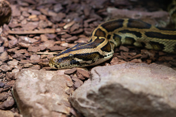 Wall Mural - Coiled Red-tailed Boa , Boa constrictor, in captivity