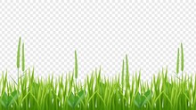 Green Grass Border. Realistic Field Or Meadow Isolated On Transparent Background. Plant Vector Background. Illustration Meadow Green, Field Lawn