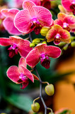 Blooming phalaenopsis orchid
