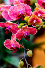Blooming Phalaenopsis Orchid